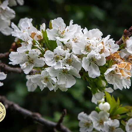At La Abuela Antonia- Ca Pablo Torre de Don Miguel