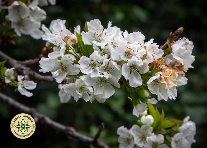 At La Abuela Antonia- Ca Pablo Торре-де-Дон-Мигель
